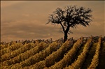 Tuscany's vineyard